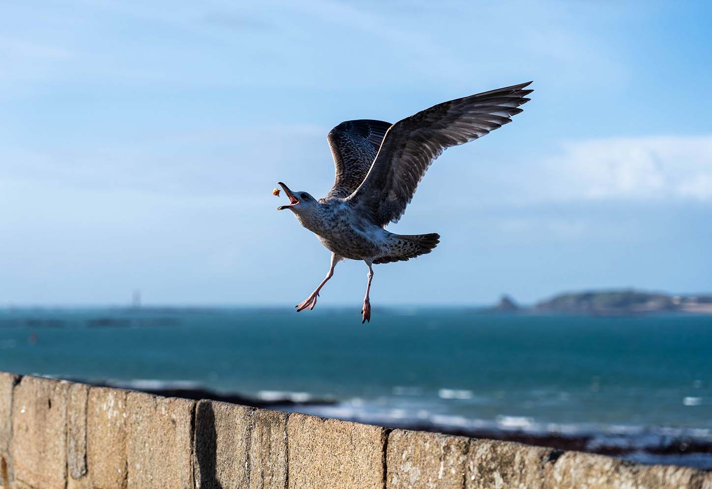 Seagull snack, 2024, Saint Malo