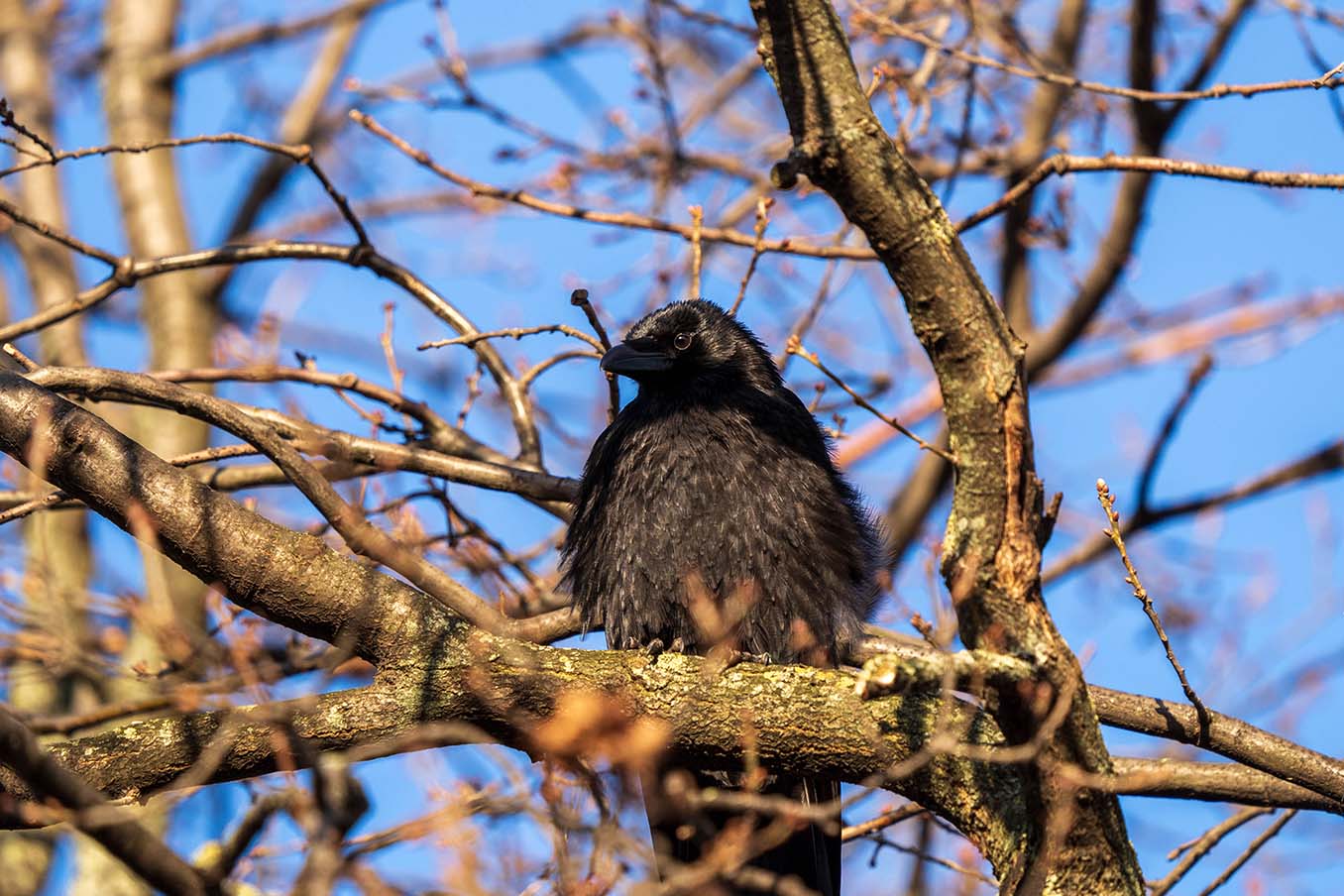 Juvenile Raven, 2025, Paris
