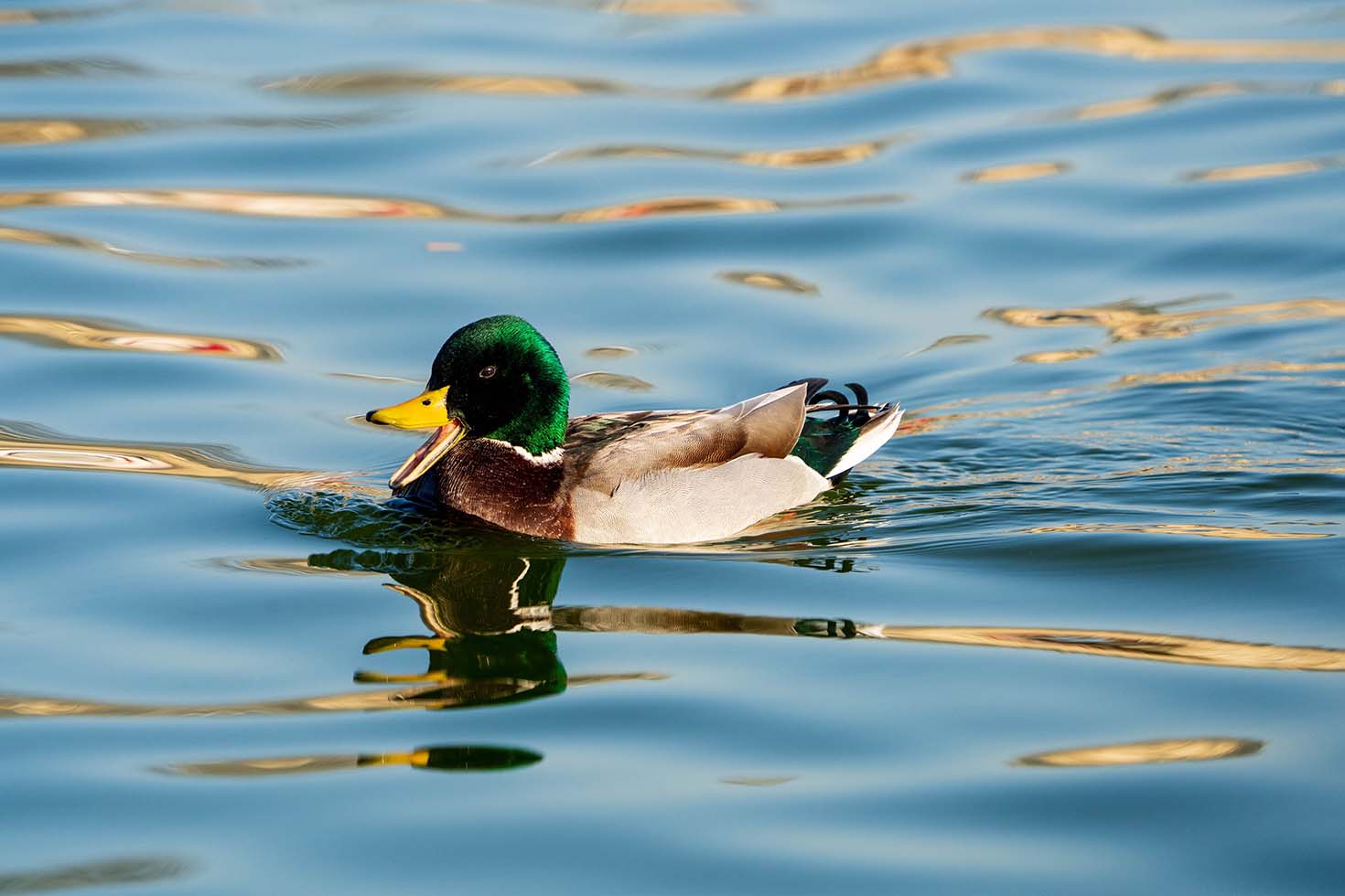 Talkative duck at the Tuileries, 2025, Paris