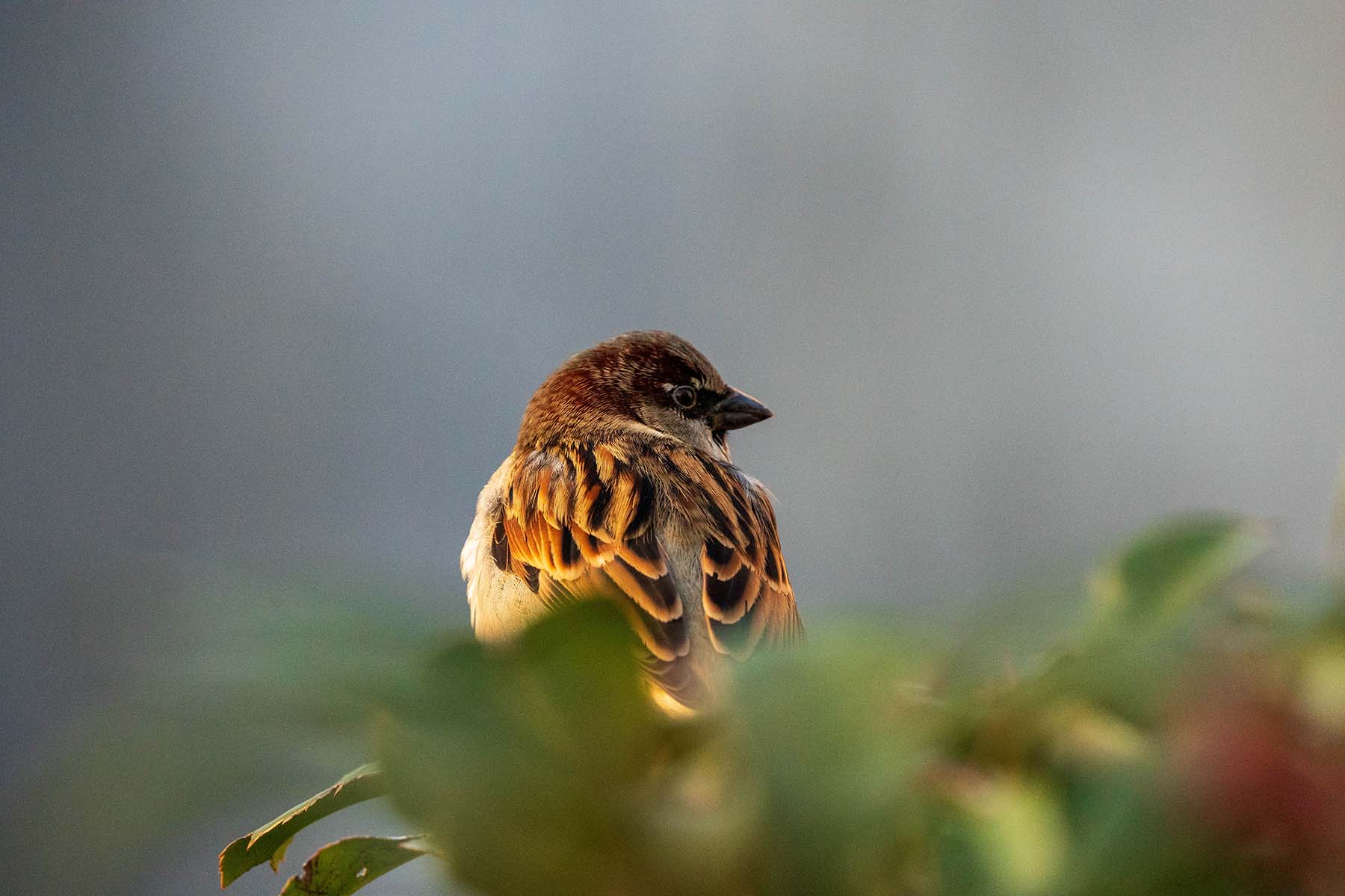 Hall Sparrow, 2025, Paris