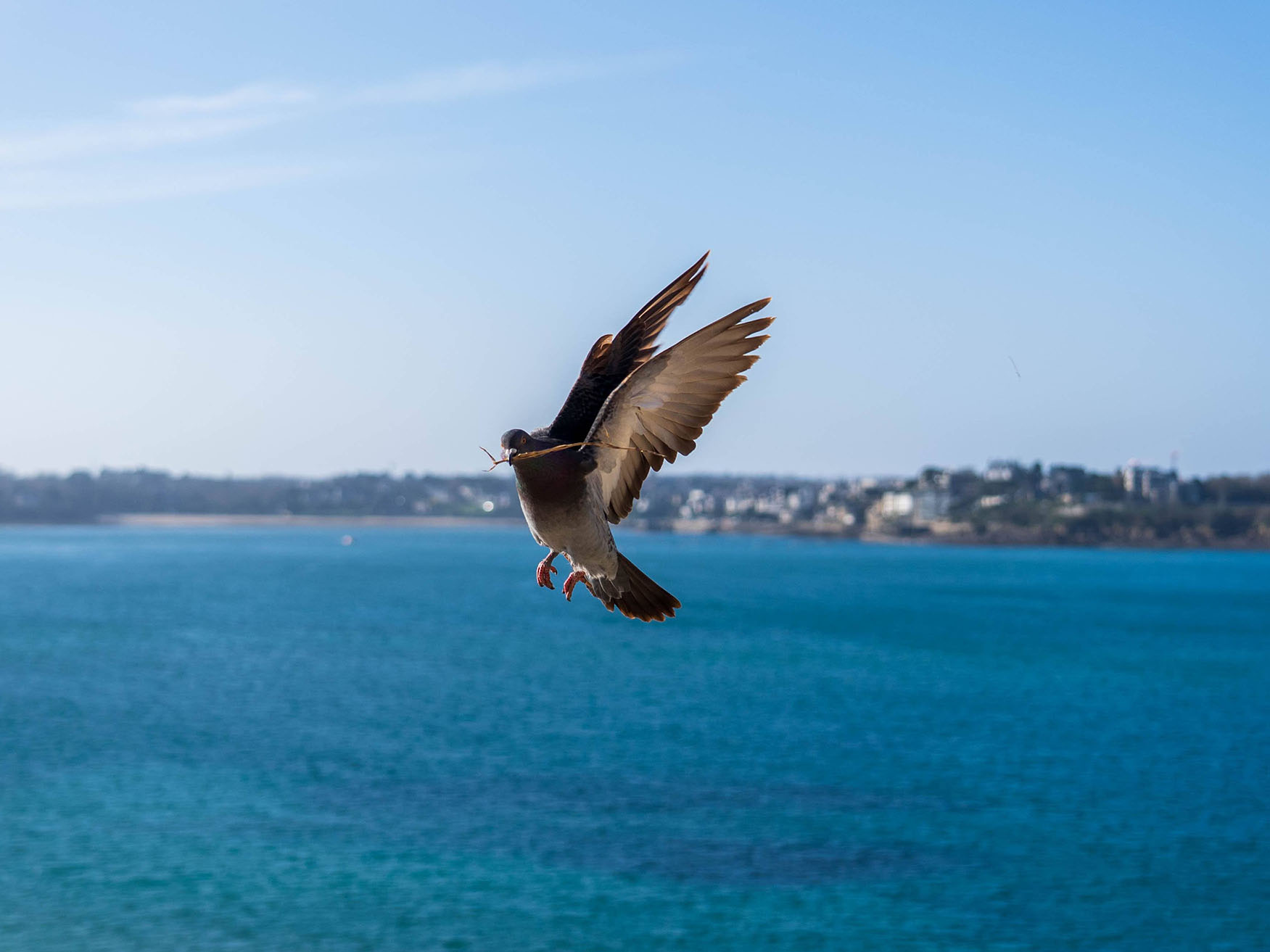 Pigeon at work, 2024, Saint Malo